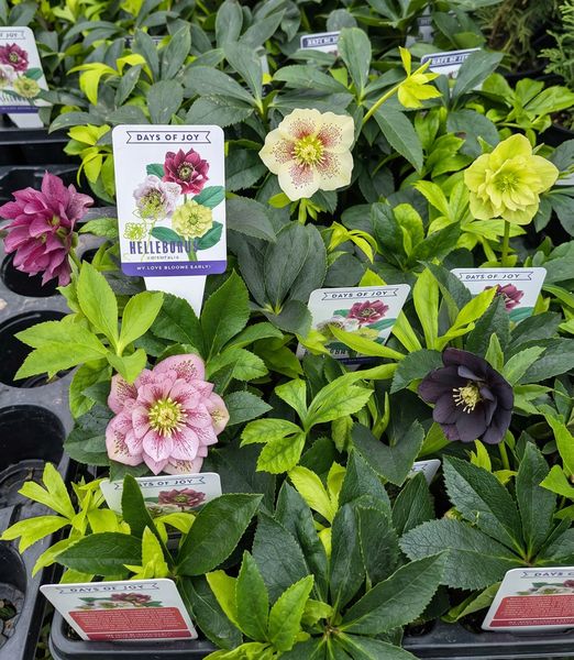 Helleborus orientalis Mix